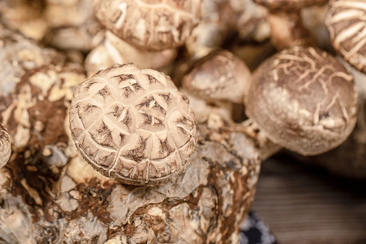 High Quality Service Mushroom Growing Kit Shiitake Mushroom Logs For Sale