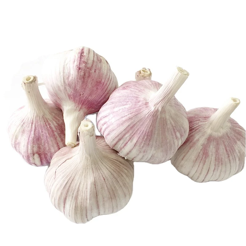 Fresh garlic new crop ajo alho ali normal white and pure white supply from China jin xiang factory with excellent quality