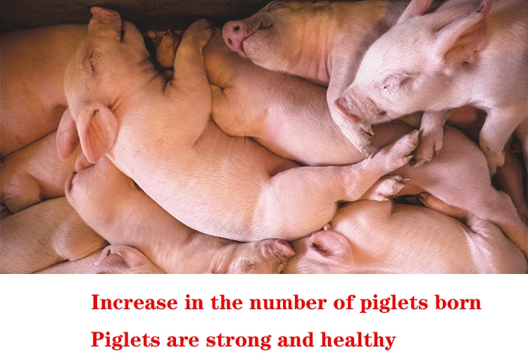 Semen Thinning Powder Boar Semen Dilution Preservation Agent Diluent Sperm for Pigs Semen Extender for Pigs Guangdong Musyder