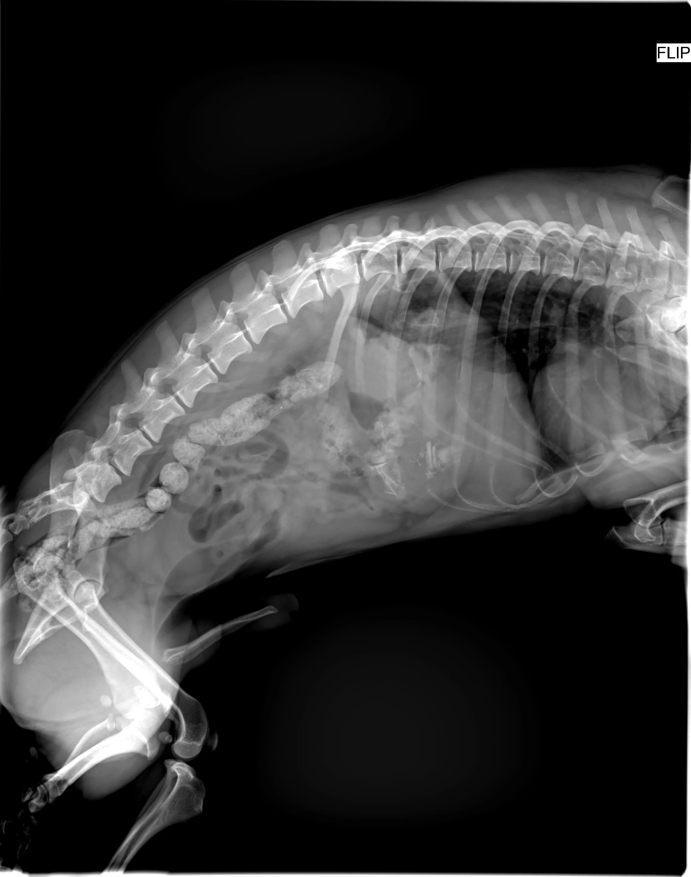 horse FPD X-ray flat panel detector manufacture