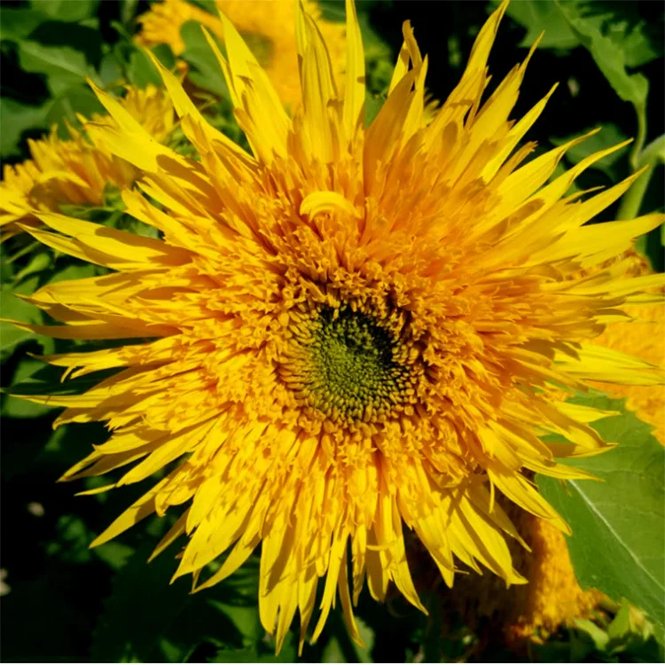  Оптовая продажа с завода семена цветов Helianthus
