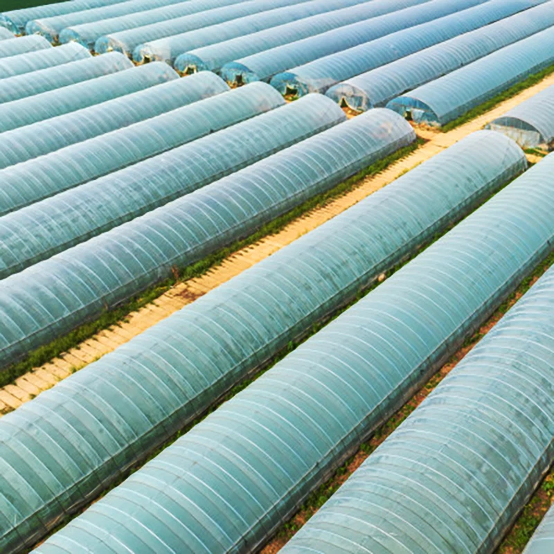 Greenhouse Construction Plastic Film Greenhouse Galvanized Steel Frame Greenhouse For Agriculture