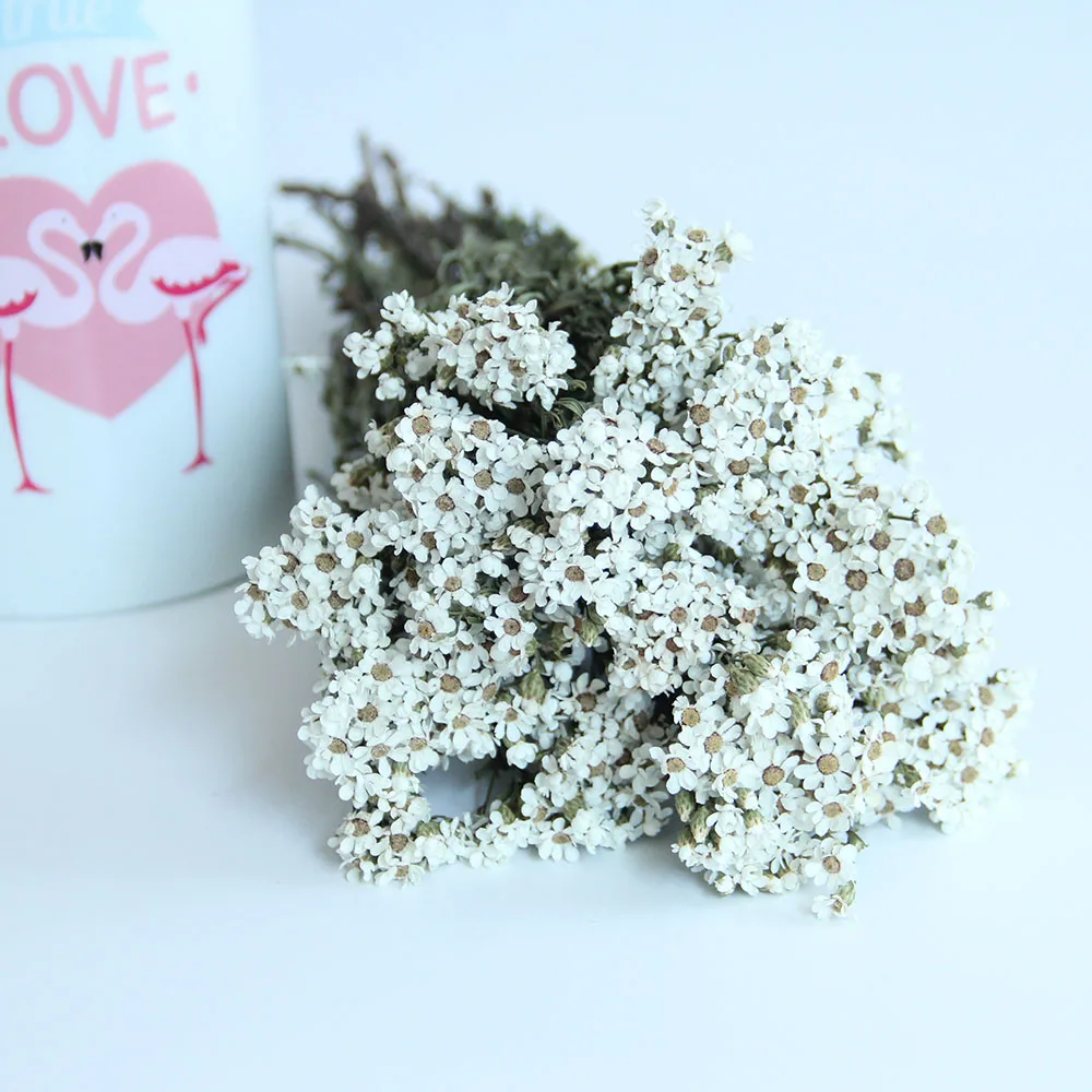 Top Seller Wholesale Most Popular Dried Flowers Small White Flowers Cheese Daisy White Plums For Decorative Wedding Party
