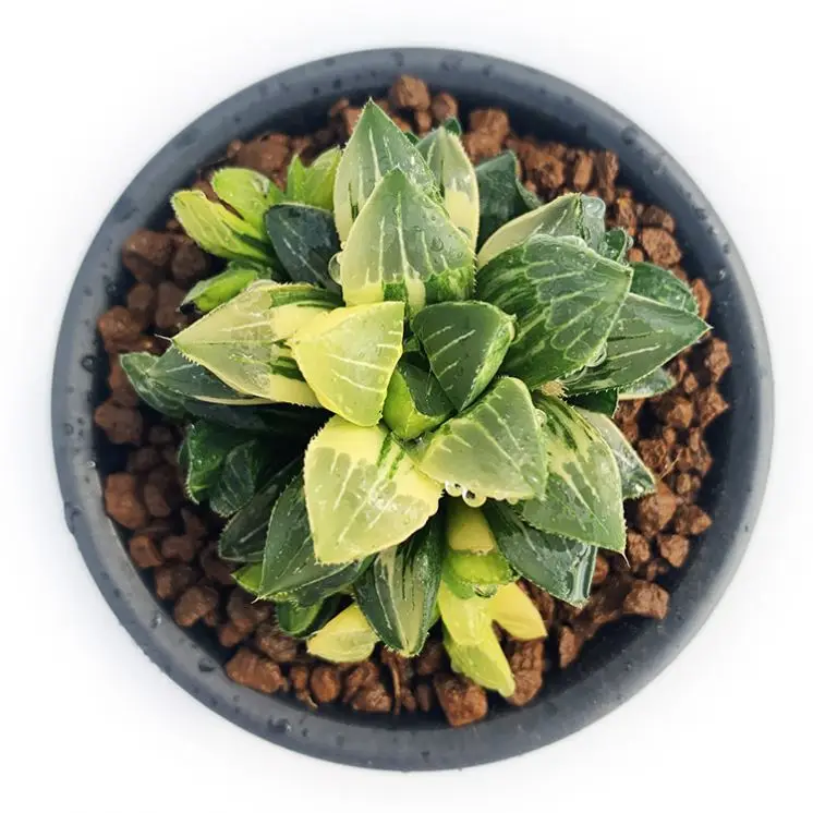 
Wholesale Succulent Plant For Home Haworthia Retusae Variegata Mini Succulent Bonsai 