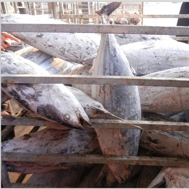 Best price Seafood Frozen Whole Round Bonito Tuna Fish Skipjack
