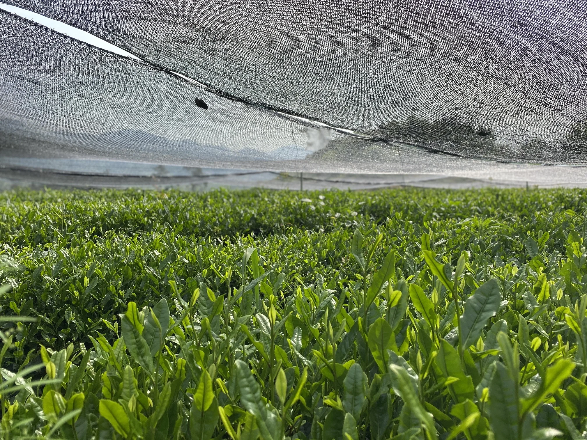 3A USDA EU Organic Matcha Carton Packing 10KG Bulk Sale Japanese Style Green Tea Powder Fine Powder