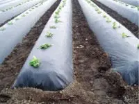 
PE ldpe agriculture black mulching plastic film 