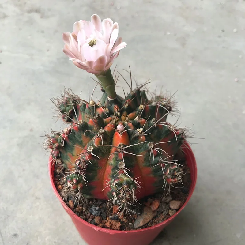 
Low price natural beauty real plant cactus gymnocalycium mihanovichii variegata for sale 