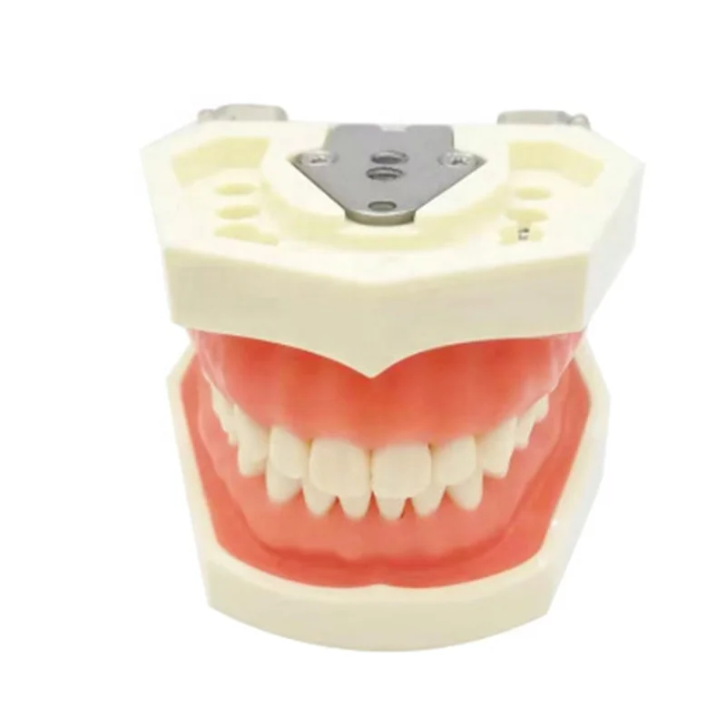 Removable Study Orthodontic Dentist Training Anatomical Oral Teeth Model Dental Typodont Models