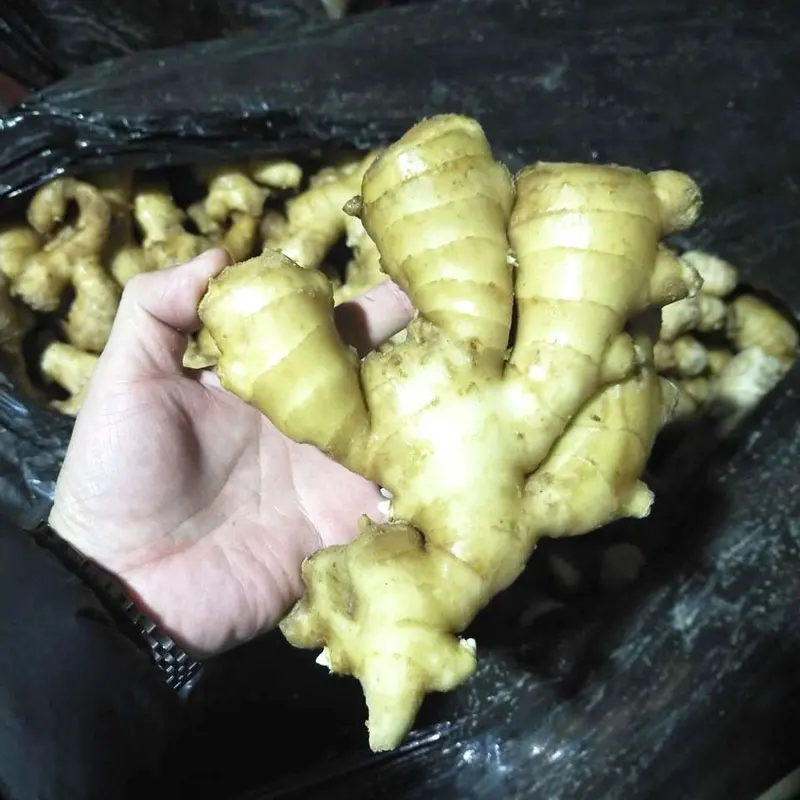 2023 new crops Fresh Dry jengibre Buy Dried Ginger Buyers For Wholesale China Ginger For Sale Cheap Price