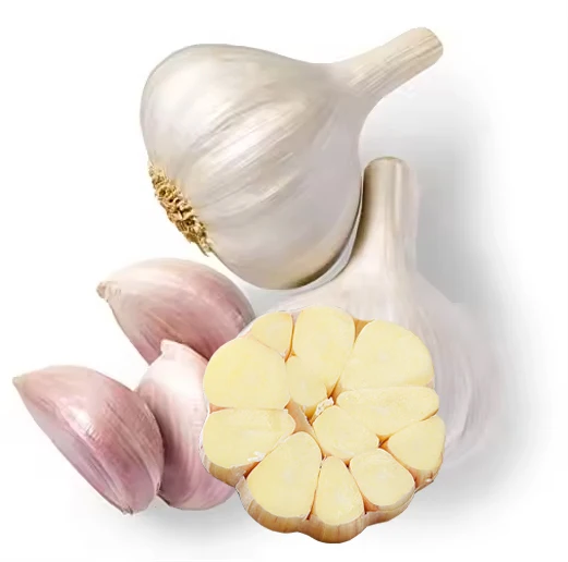 hot sale 5cm fresh white garlic wholesale good price 2024 newest crop normal white garlic export with GLOBAL GAP