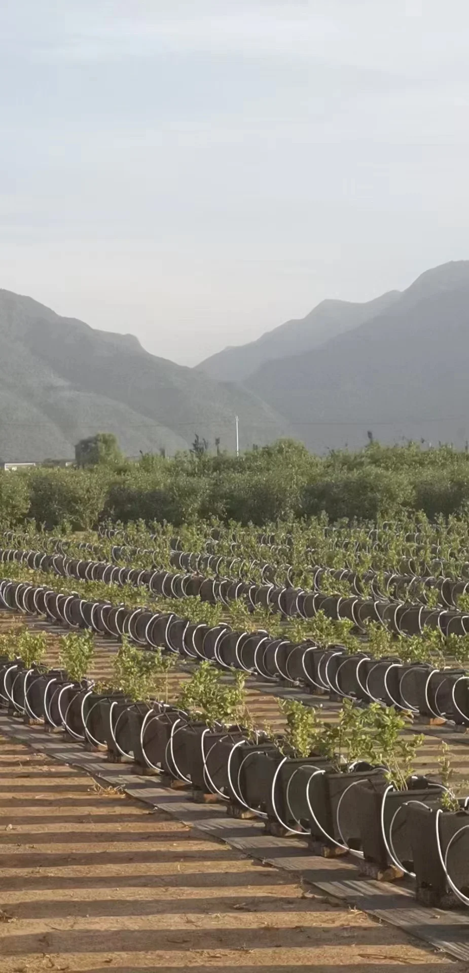 hydroponic kit  blueberry pot commercial greenhouse