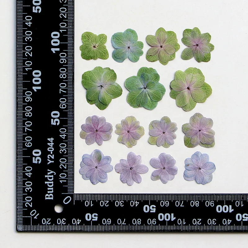 12pcs/pack Double Petal Hydrangea Card Making Supplies Resin Jewelry Natural Plant Eco-friendly Real Pressed Flower