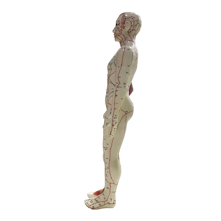 Hot Selling Human Acupuncture Model 60cm Acupuncture And Muscle Model Male Model Containing Acupuncture Pointsfor Practice
