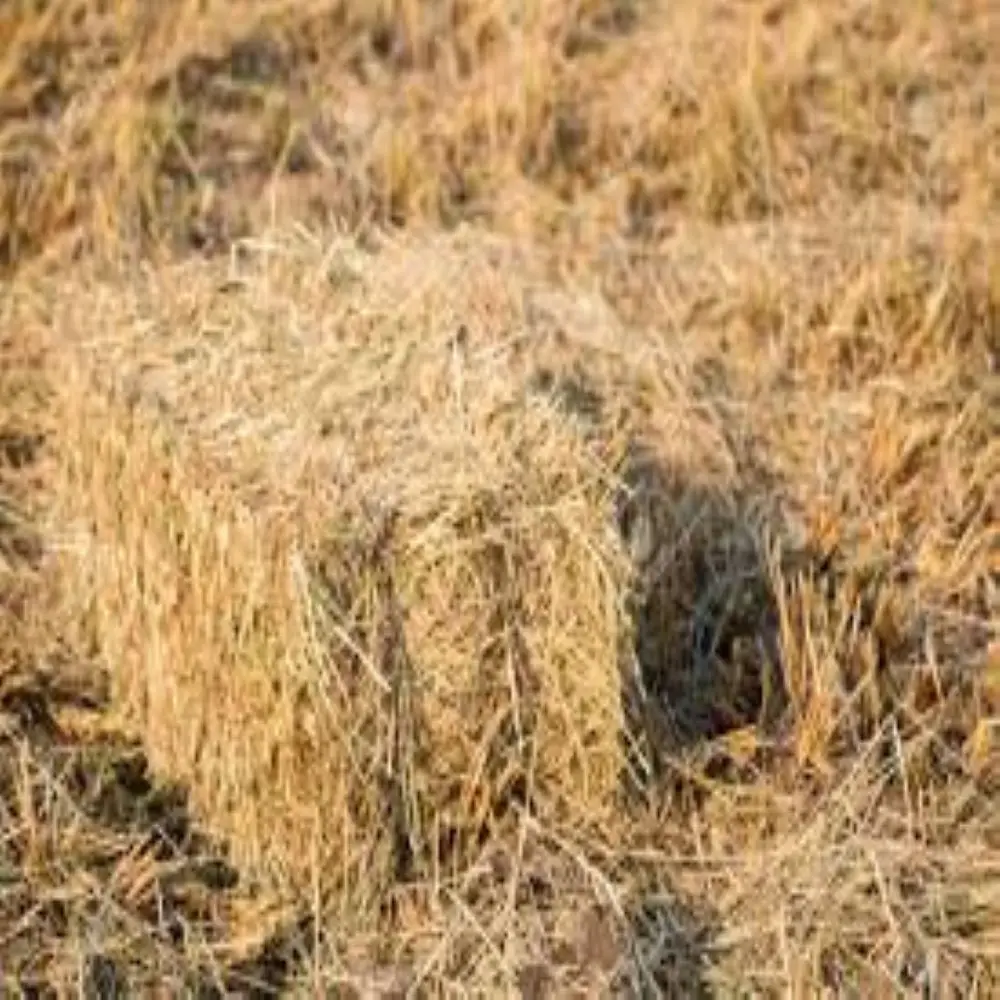 Лучшее качество/большое количество рисовых трубок, сеновые тюки/круглые и квадратные