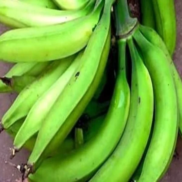 
Plantains Green Plantain Banana/Fresh Green Plantains 