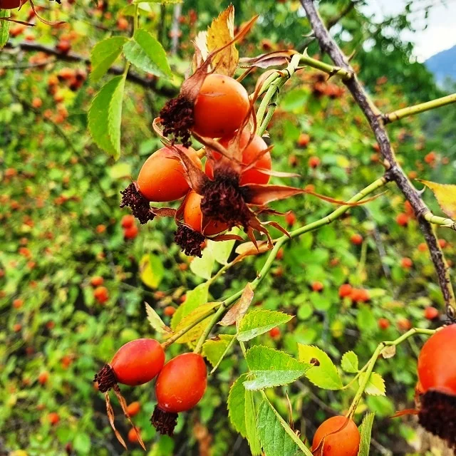 
Rosehip Seed Oil - Cold Pressed 