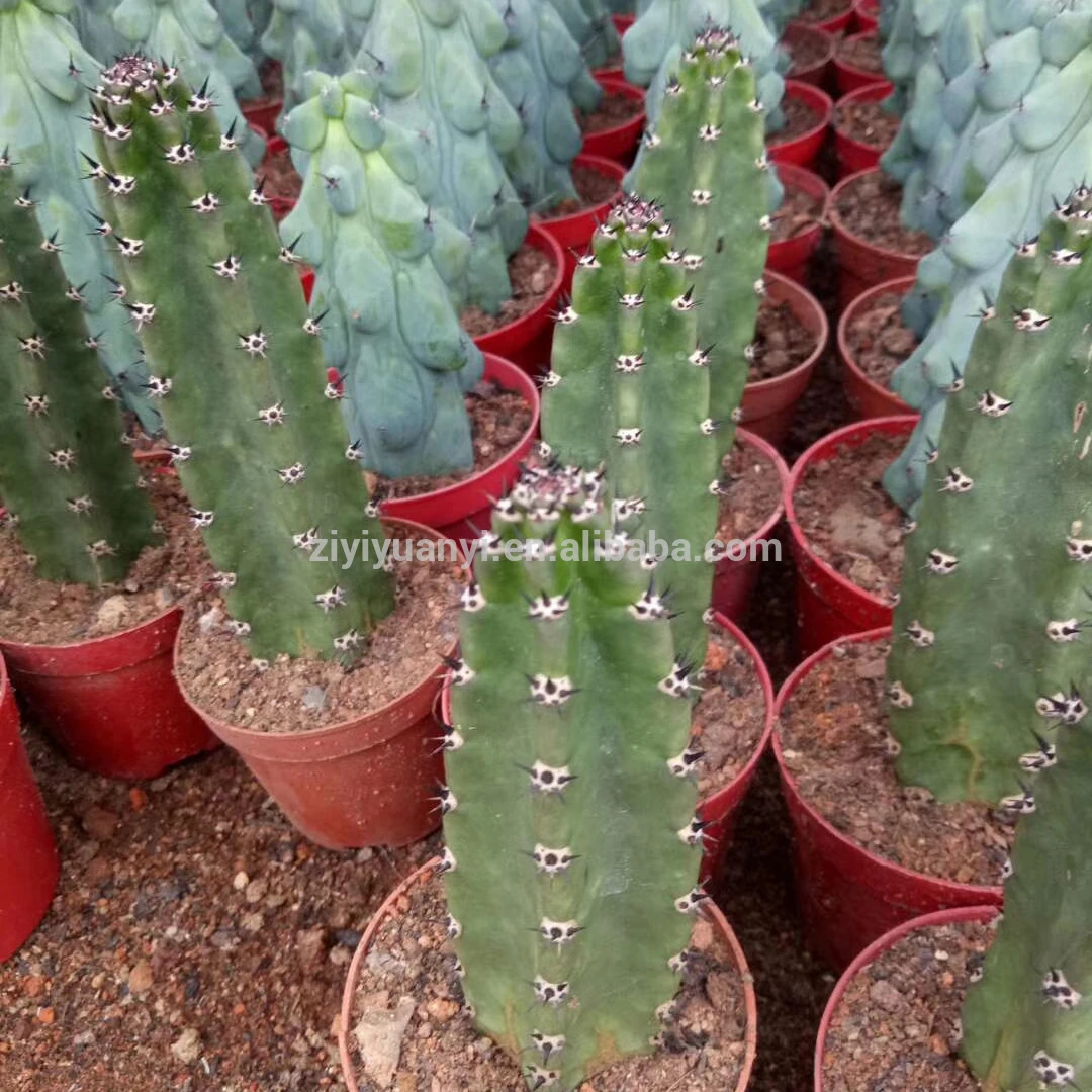 
Wholesale cactus natural Harrisia jusbertii woody plant cactus tree 