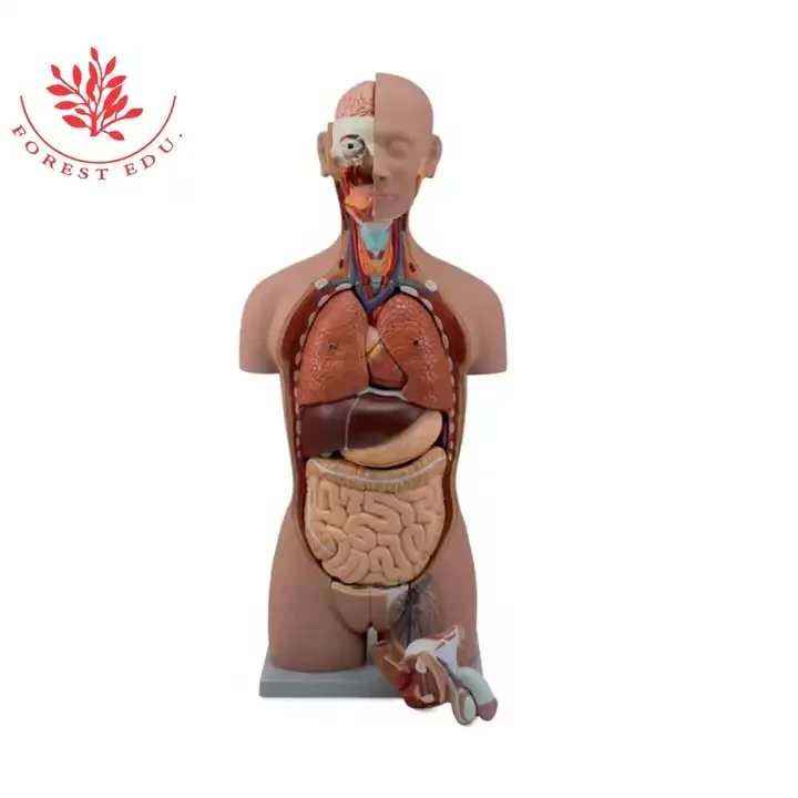 Anatomical Torso Model 85cm Torso With Internal Organs 27 Parts Medical 85cm Human Anatomy Torso Model