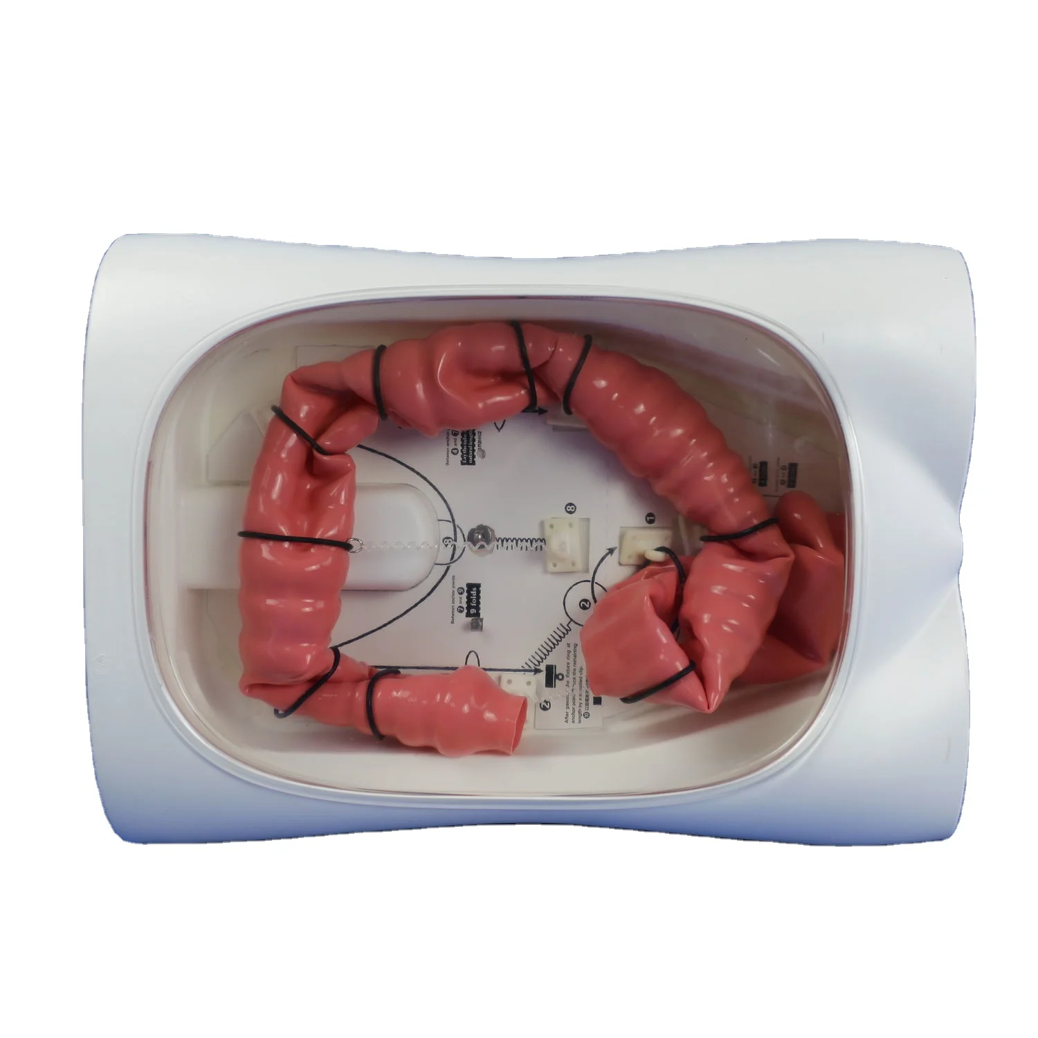 PLXH1001 Colonoscope training model 02 Digestive endoscope intervention training