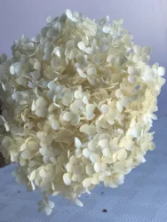 DIY Material Immortal Preserved Fresh Anna hydrangea Flower the Colorful Forever Lasting hydrangea With branches