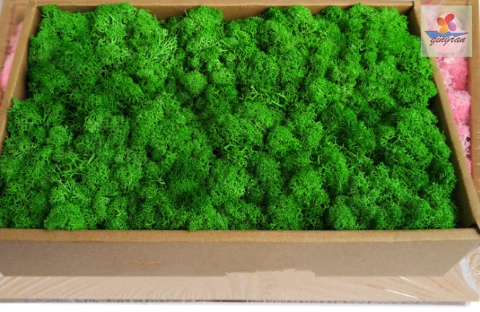 Preserved moss natural and real touch moss 200g and 500g