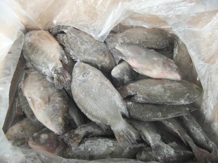 
Durable and high quality Tilapia Oreochromis Niloticus Frozen tilapia for sale 