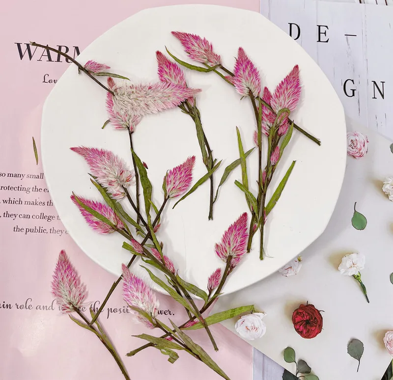 Real Dried Pressed Flower Celosia