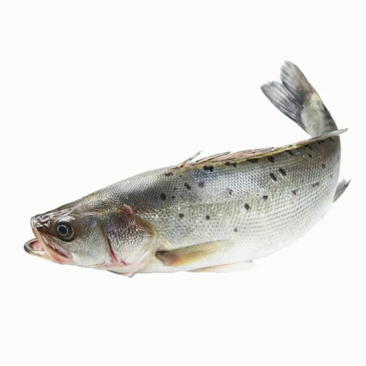 Frozen Whole Round Sea Bass Fish with Competitive Price