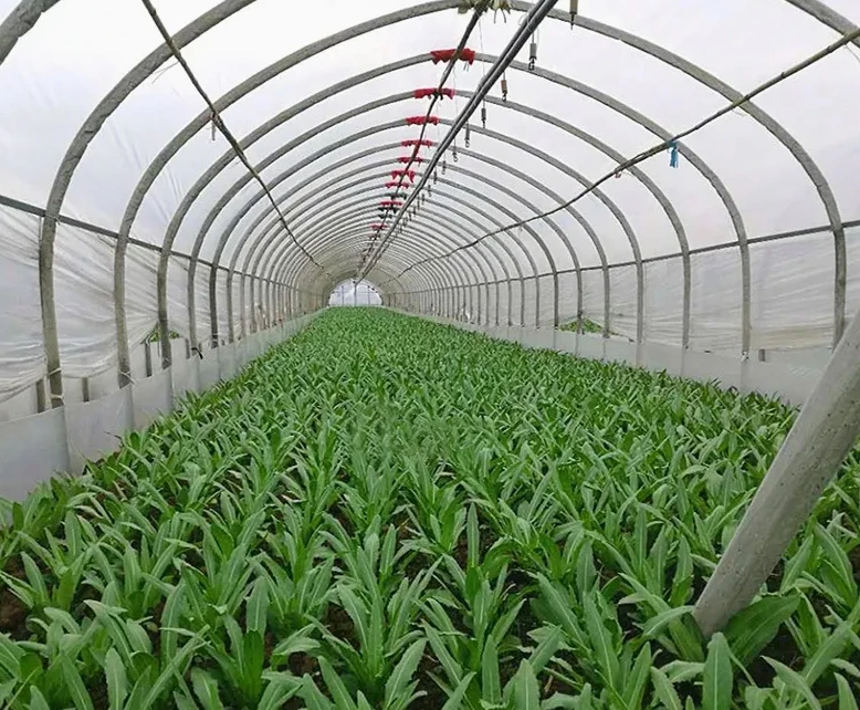 Quality Guarantee Greenhouse Film Uv Treated Plastic Film Greenhouse for Sale