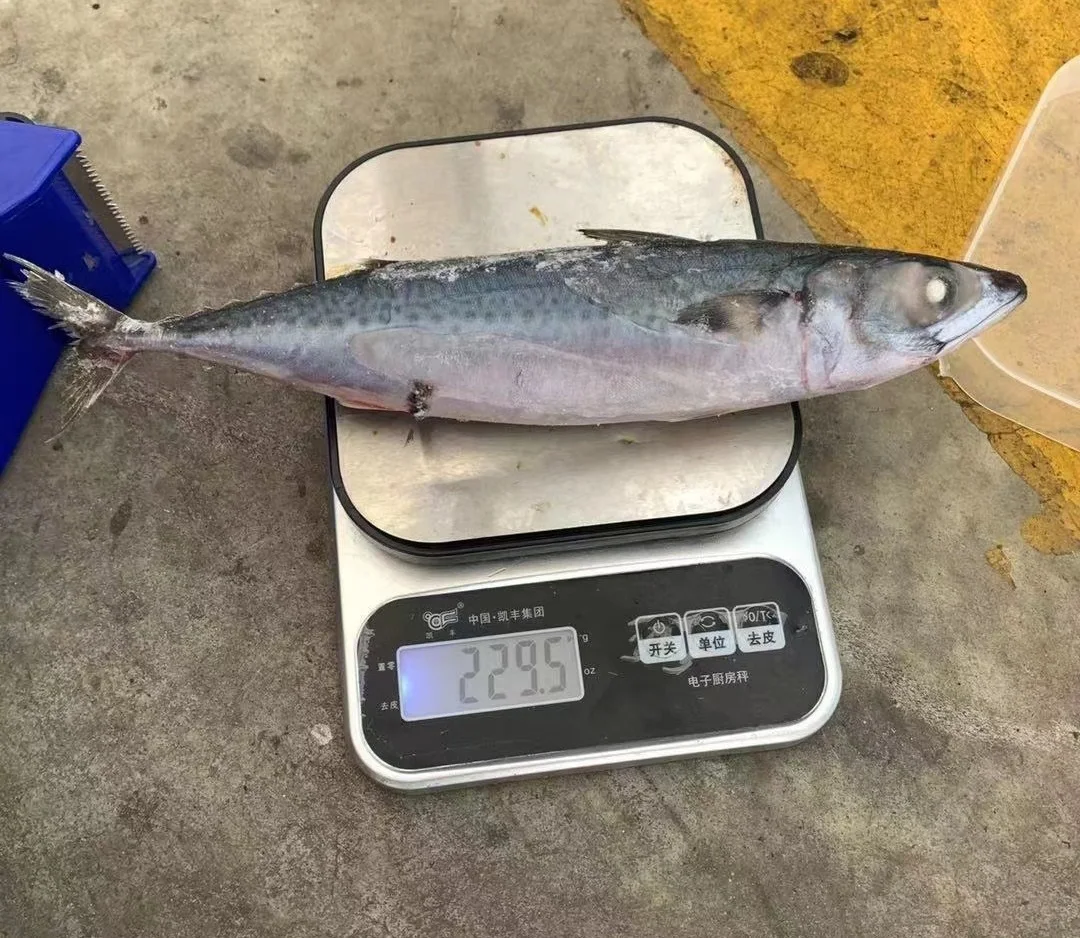 Wholesale Promotional Fast Delivery Sea Food Frozen Pacific Mackerel Fish Whole Round