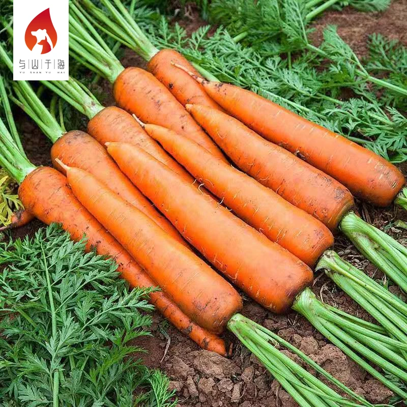 China Export Manufacturer Supply Fresh Vegetables Carrot Fresh Carrots