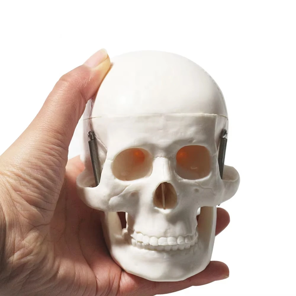 Mini Human Skull Bone Model Medical Science Anatomical Head Bone Medical Skeleton Model