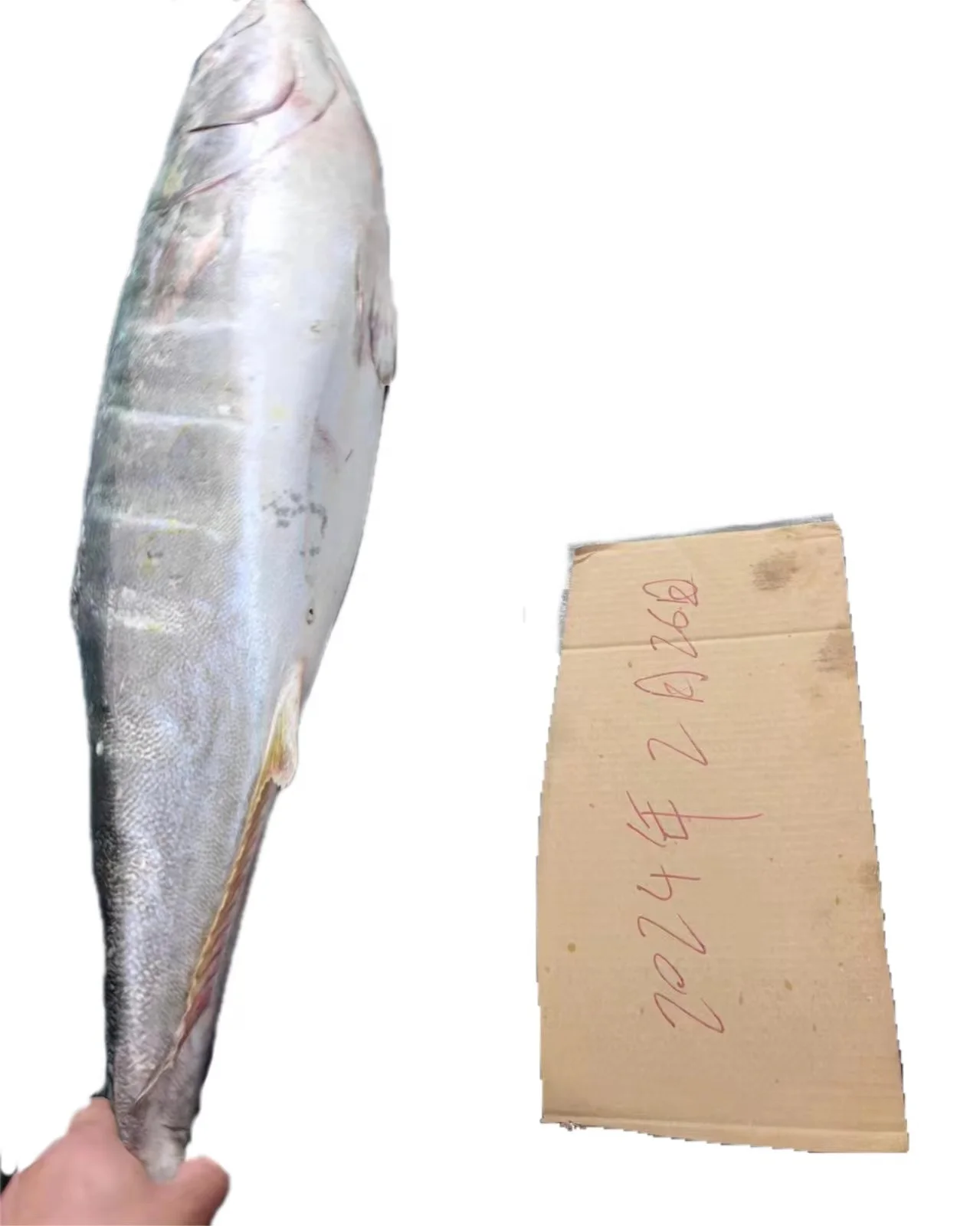 New Arrival Hot Selling Big Size 8 - 12kg Frozen Yellow Tail Fish