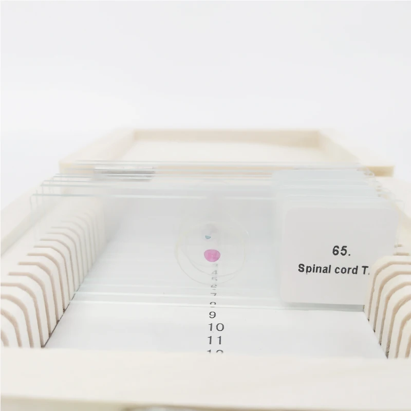 School and Medical Hot Sale Human Chromosome microscope prepared slides