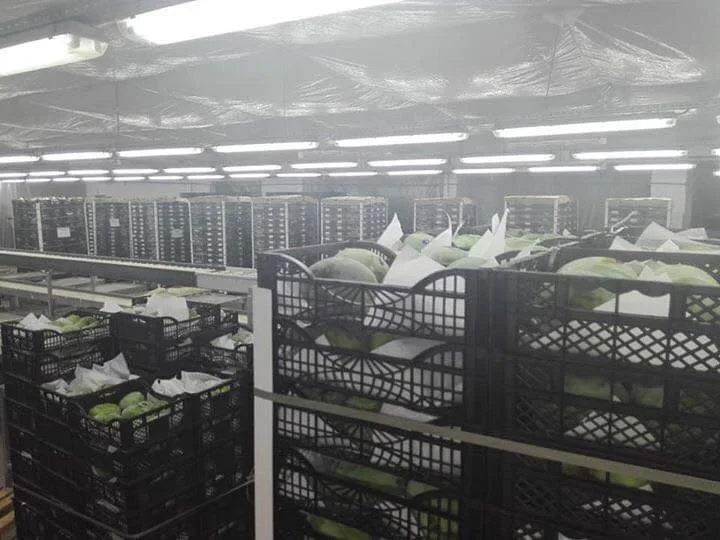  Экспортное качество низкая цена свежие тропические фрукты манго на продажу