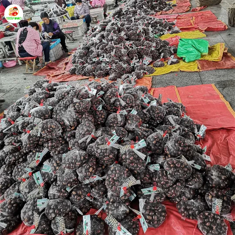 Factory Direct Supplier turkey chestnuts raw Fresh Chestnuts for sale