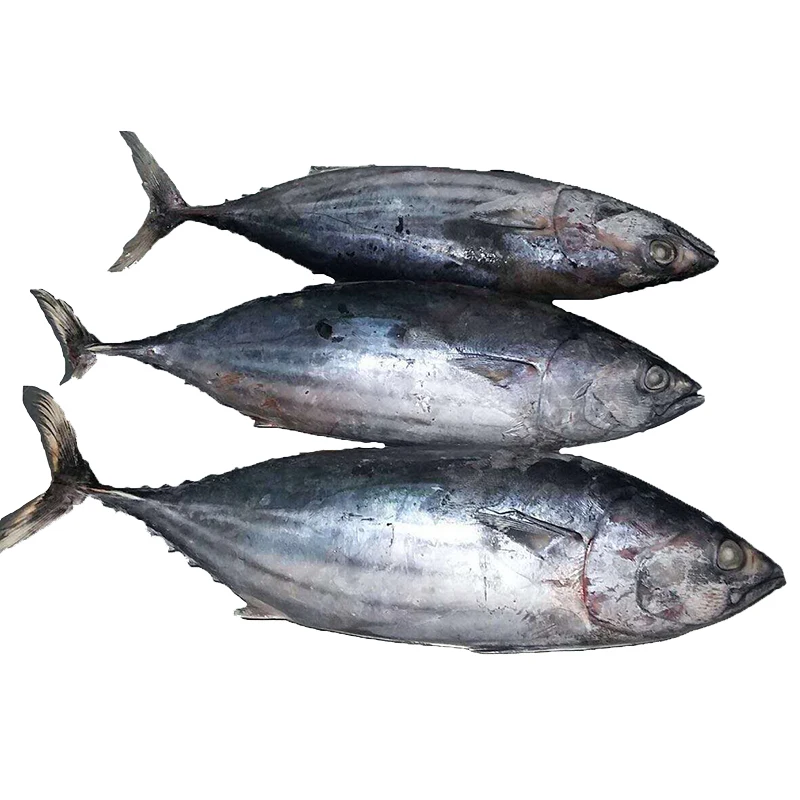 
skipjack tuna frozen for fish fillet IQF tuna block Frozen Seafoods Raw Material Skipjack Tuna for Japan 