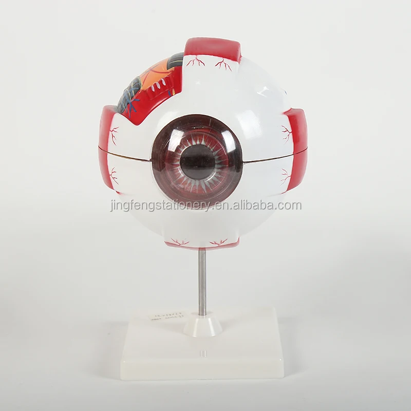 Human Eyeball Anatomical Model Anatomically Eye Model Human Eye Anatomy for Science Display Teaching Models