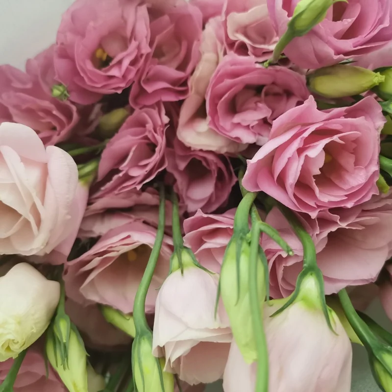 Настоящие свежие цветы, высокое качество, свежие резные цветы Platycodon Grand florum