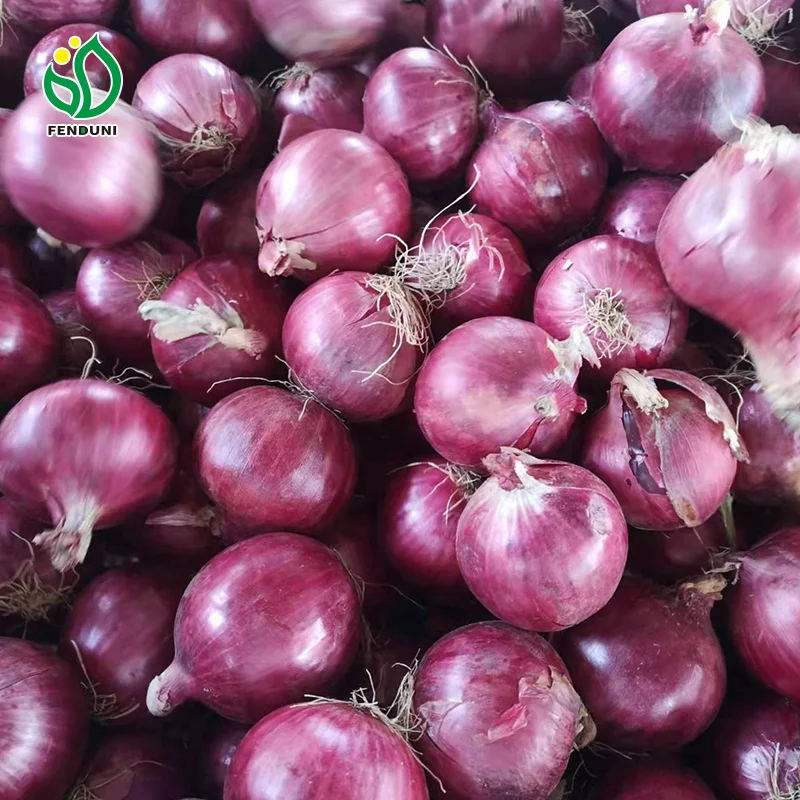 Order 1 ton Fresh Onions / Cebolla Fresca 20KG/25kg Mesh bag, Sizes 40-60-70-80mm With Market Price