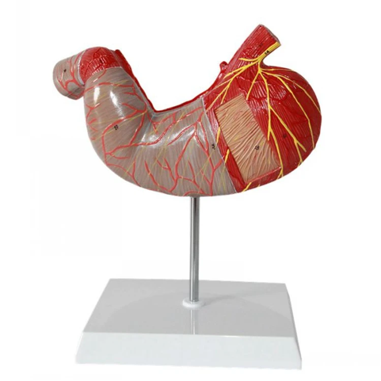 Новый дизайн, Прямая поставка с завода, горячая Распродажа, Высококачественная анатомическая модель человеческого желудка для демонстрации