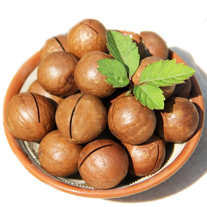 
Roast Macadamia Nuts Kernel In Shell With Nut Cracker For Snack 