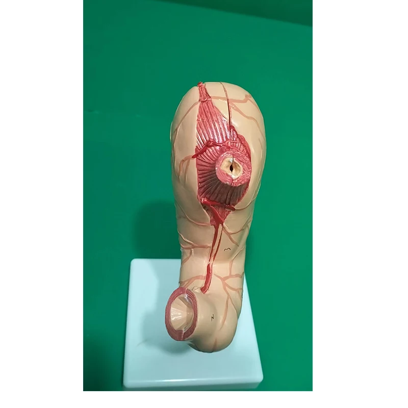 Human Skeletal Anatomy Stomach Model