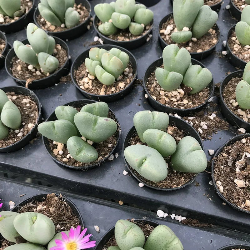 
Succulent plants Major general Mother plant Wholesale of indoor potted plants 