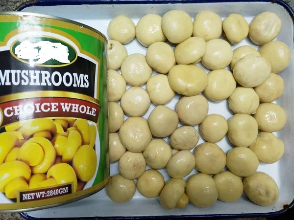 2021 quality canned mushroom