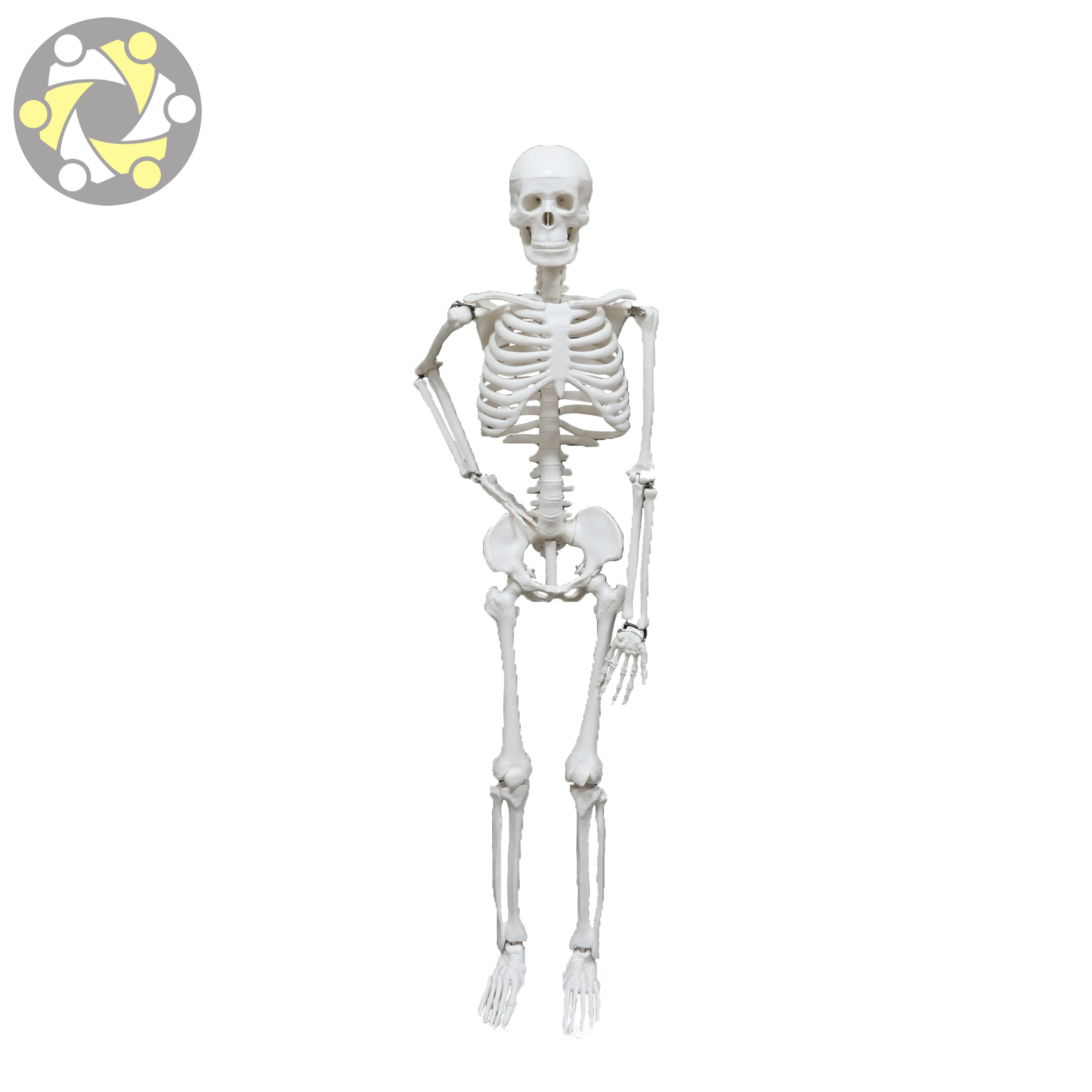 Medical Science 85CM Plastic Flexible Skeleton Human Anatomy Model