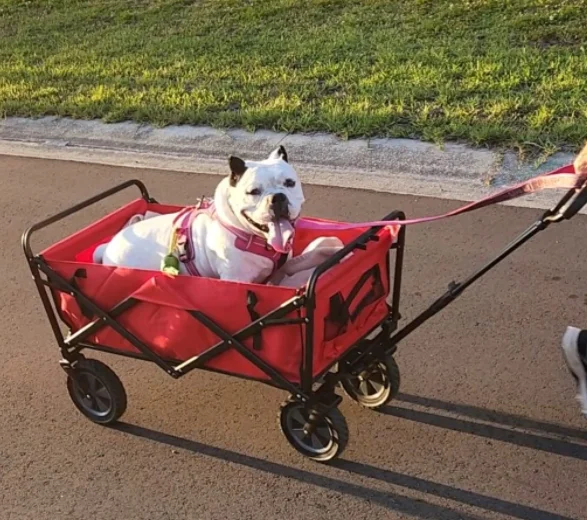 vietnam Any Color Collapsible 220 lbs Capacity Folding Wagon Utility Garden Service Cart with Wheels for Outdoor Camping