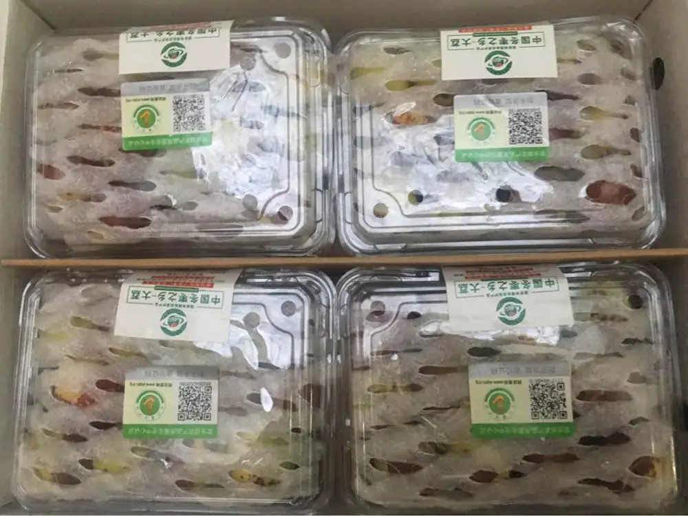 
Crisp Sweet Fresh Round Dates /Winter jujube frutis from Shaanxi China 