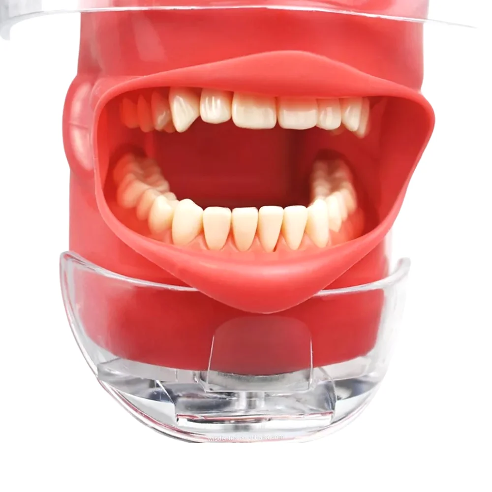 phantom head dental model desk type oral therapy equipments for school training manikin simulator typodont dental laboratory